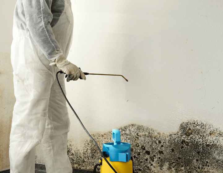Free mould assessment sunshine coast 