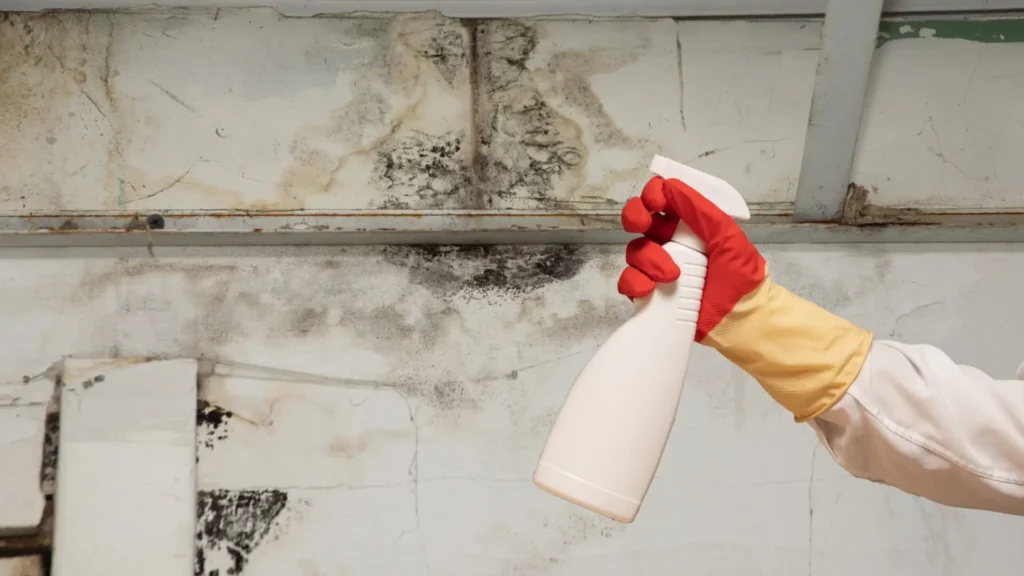 sunshine coast mould removal